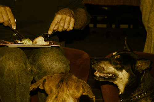 dog eating photo