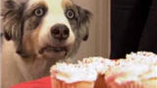 cupcakes-dog-stains