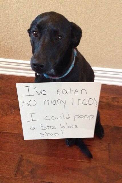 dog eats lego