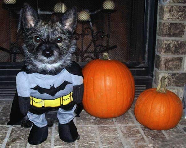 Batman-Dog-Halloween-Pet-Costume