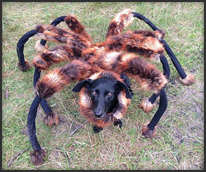 spider dog