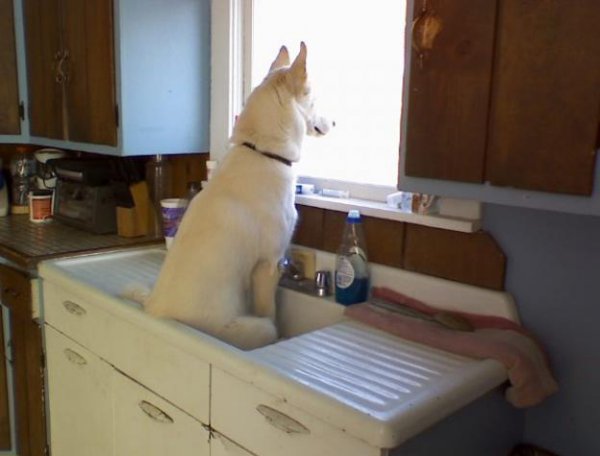 Dog-in-sink