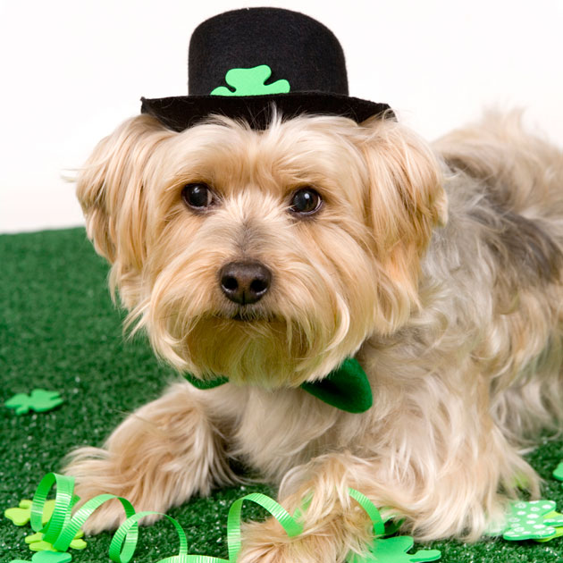 St-Patricks-Day-Dog
