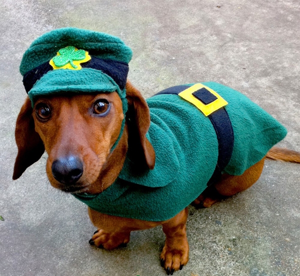 St-Patricks-Day-Dogs
