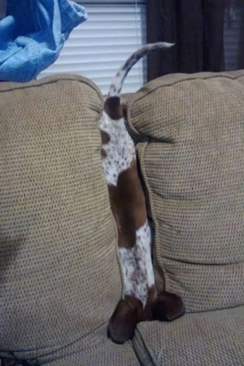 dog-stuck-in-couch