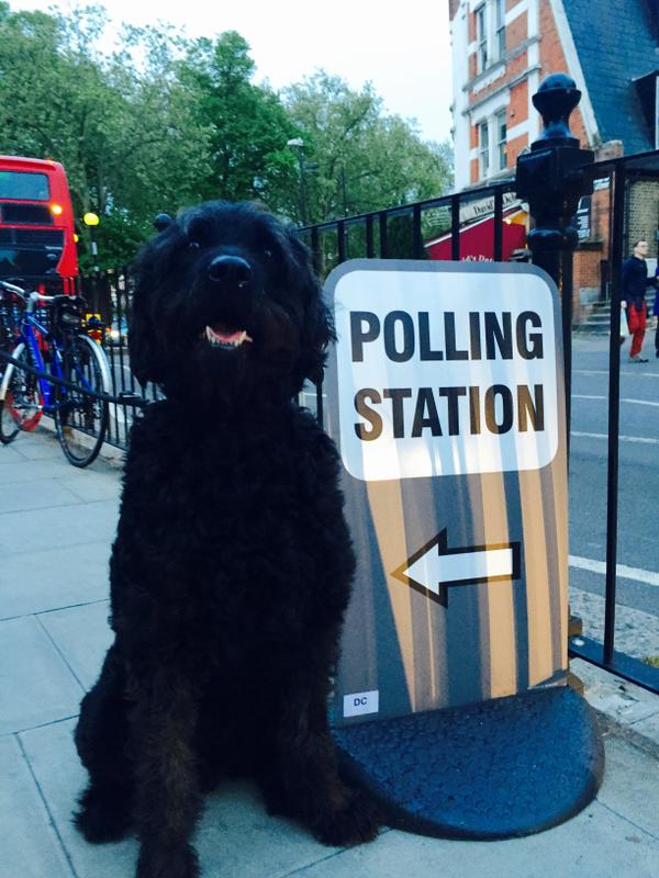 Dog in front of sign voting
