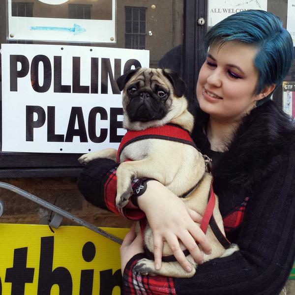 Pug wants to vote