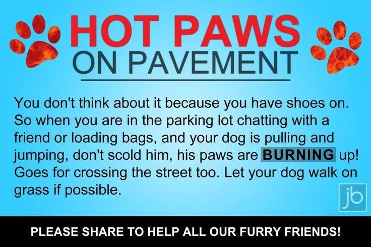 dog paws hot pavements