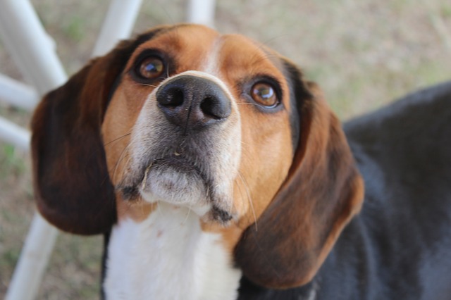 beagle photo